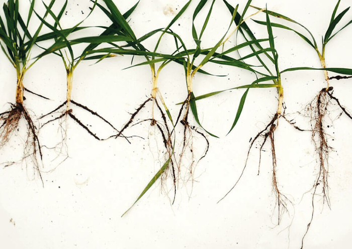 E-VITA PLUS® Wurzelbild