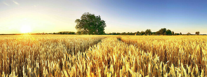 E-Vita - Preisgekrönte Technologie zur Bekämpfung von Pilzen, Bakterien&hellip;