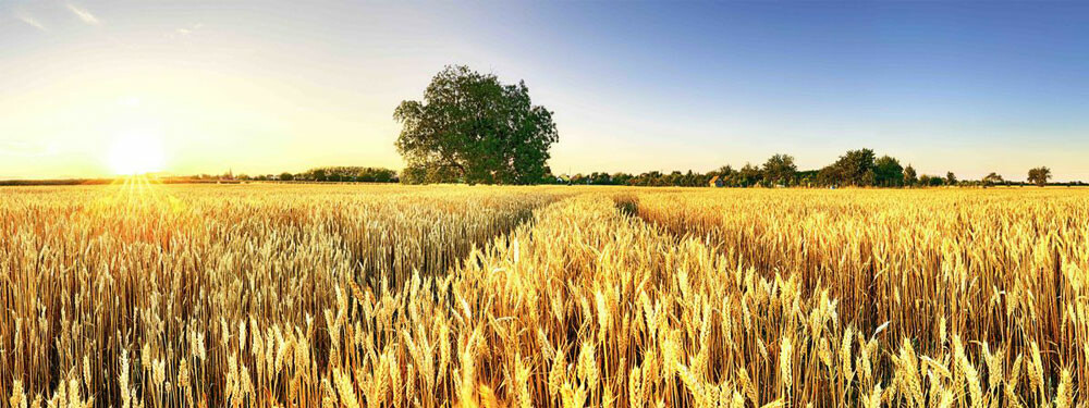 E-Vita - Preisgekrönte Technologie zur Bekämpfung von Pilzen, Bakterien&hellip;